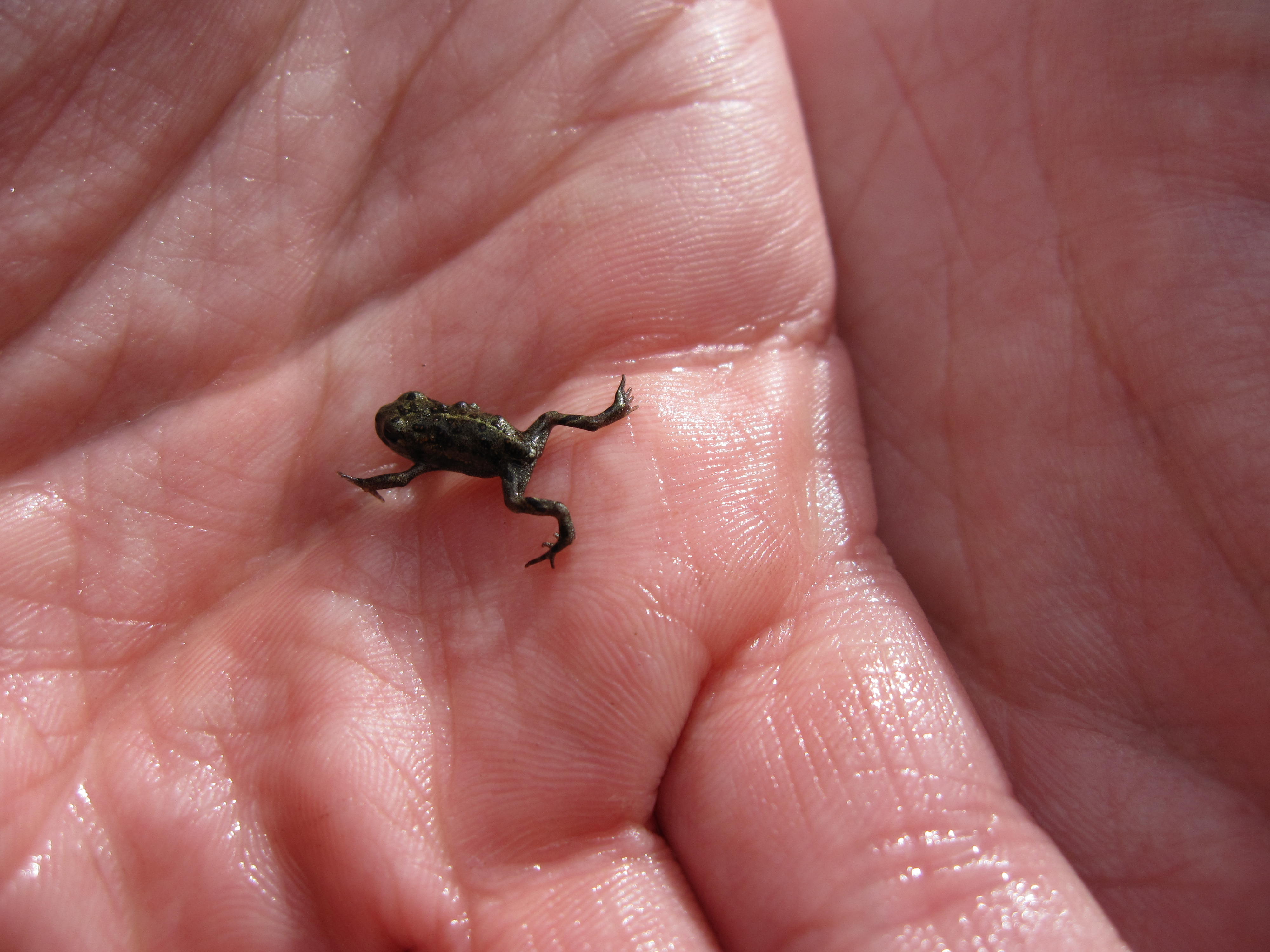 Tiny toadlet